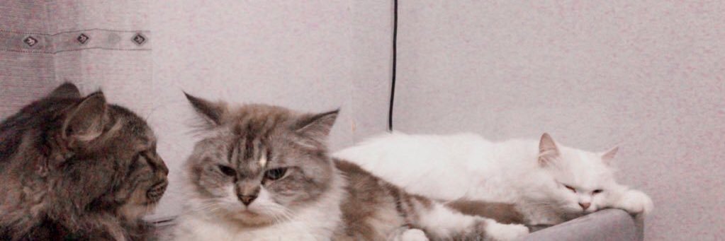 _marikamaw's profile banner image