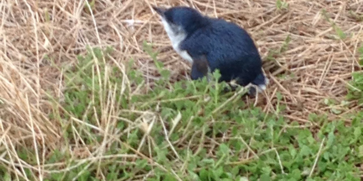 michael richards banner