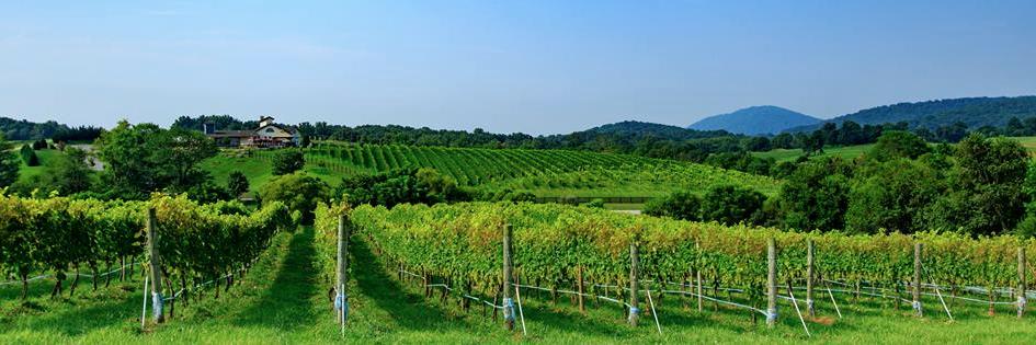 Barrel Oak Winery banner