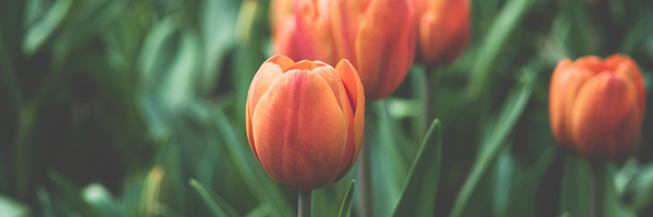 PALCS Profile Banner