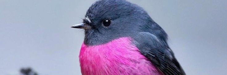 PinkkTransAm's profile banner image