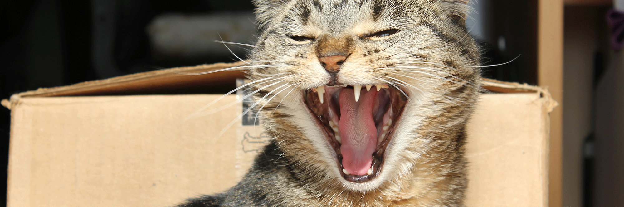 Mare Sheppard | BLM banner