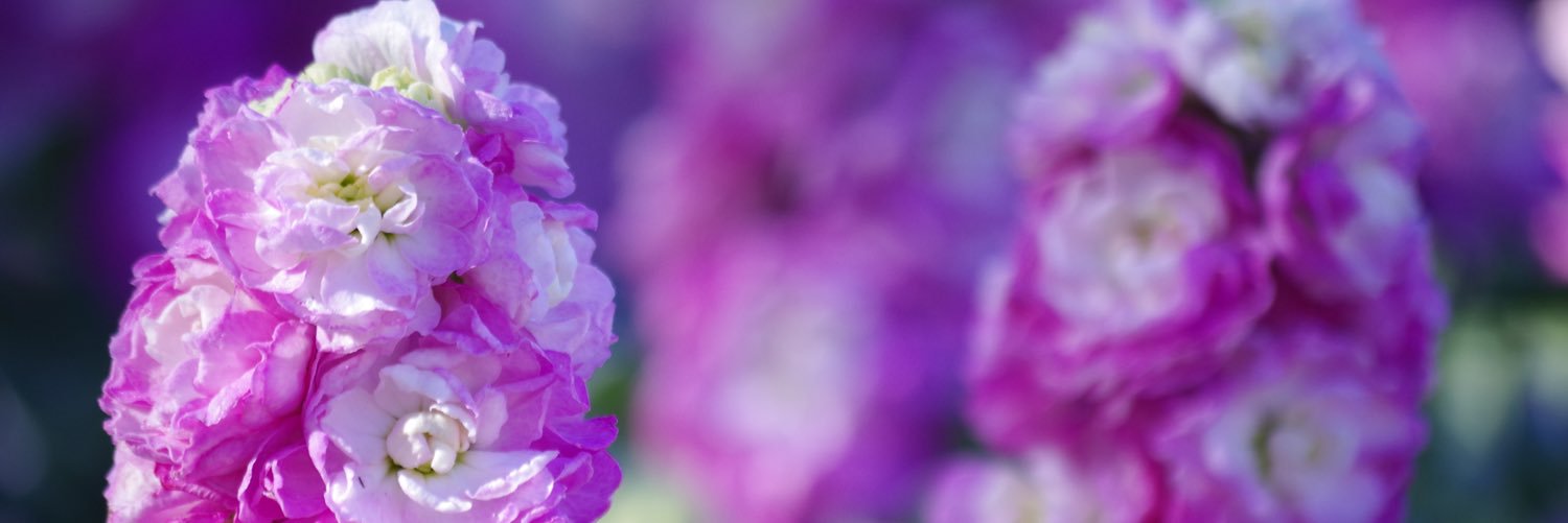 uuiuuuuu's profile banner image