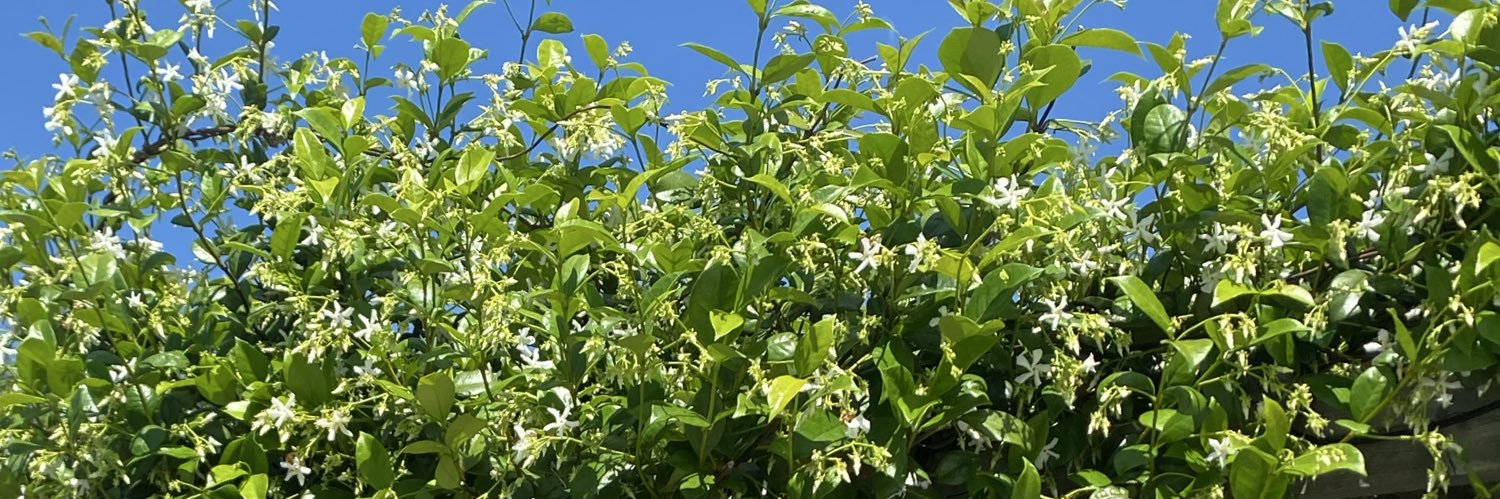 halliefragale's profile banner image