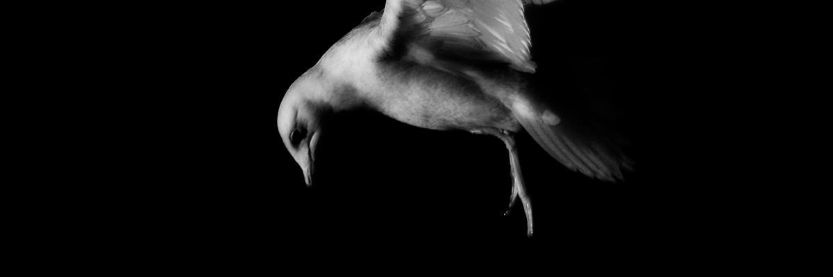 Norma Gleeson banner