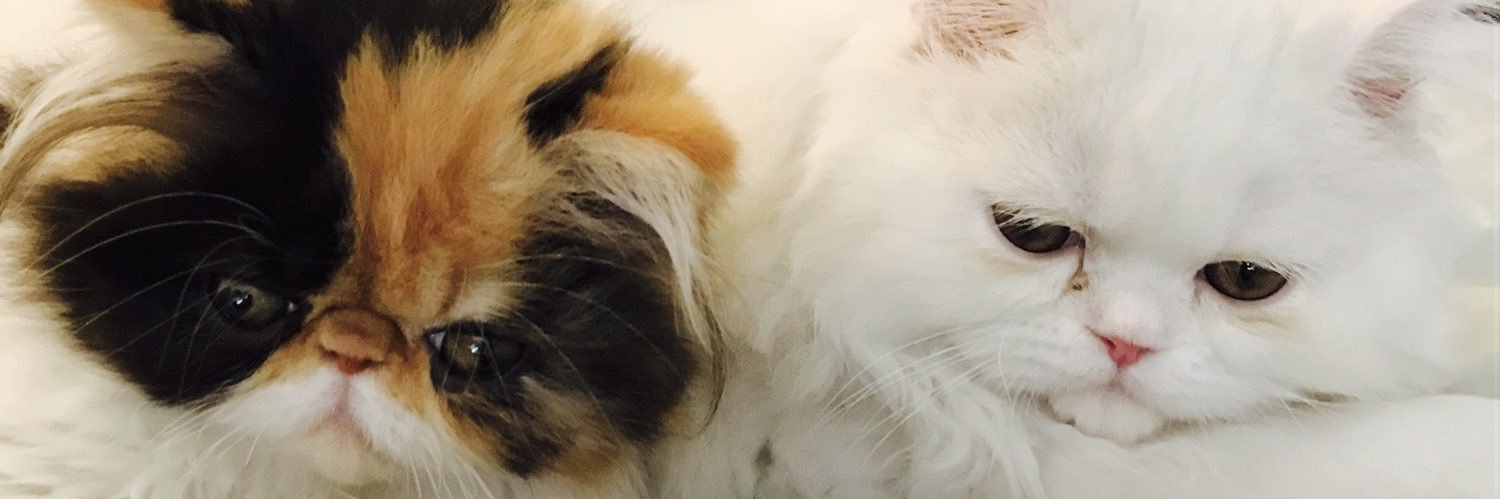 LVRecio's profile banner image
