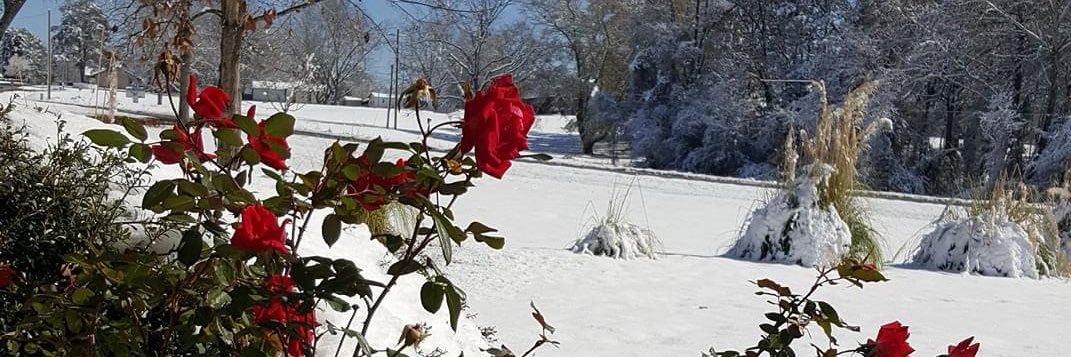 𝓓𝓸𝓷𝓷𝓪⚘ banner