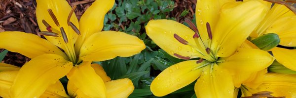 GCLibraryLady Profile Banner