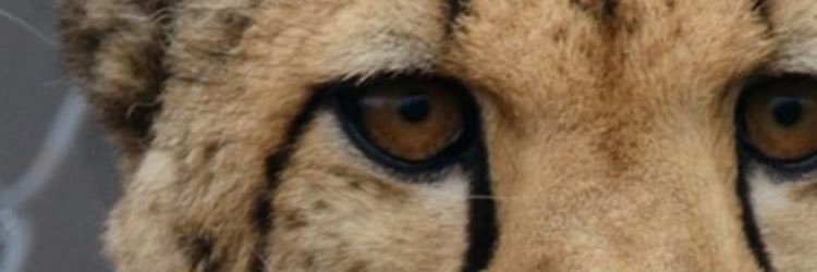 xromerx2's profile banner image