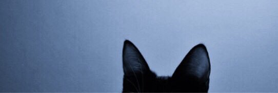 MeowAddison's profile banner image