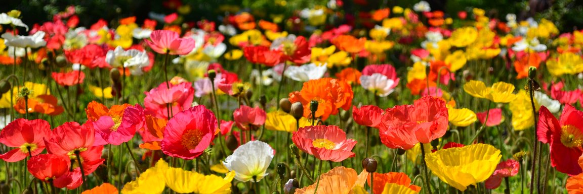 Natalia Forrat banner