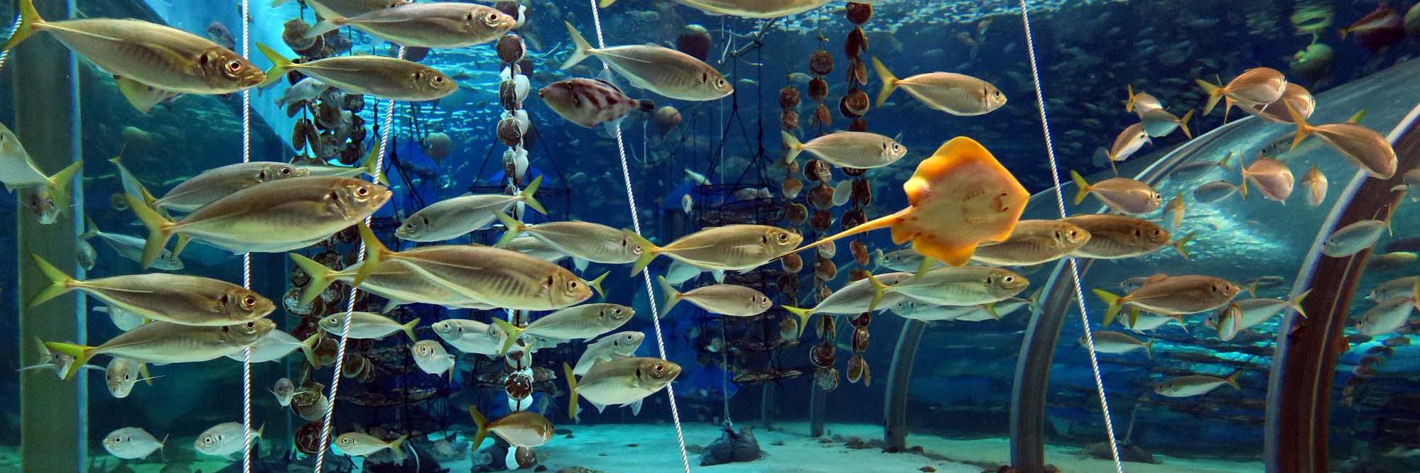 青森県営浅虫水族館【公式】's banner