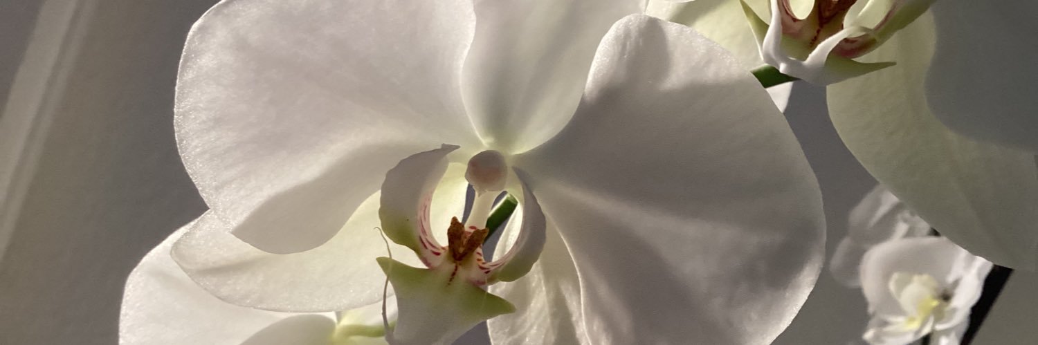 ingridthoma's profile banner image