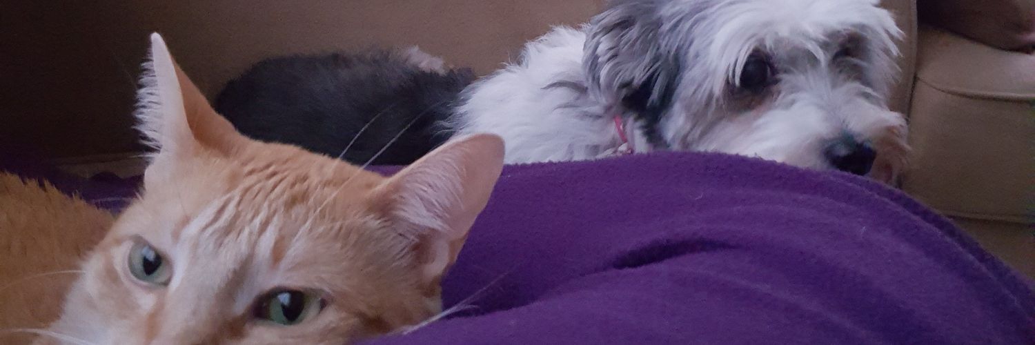 groovytello's profile banner image