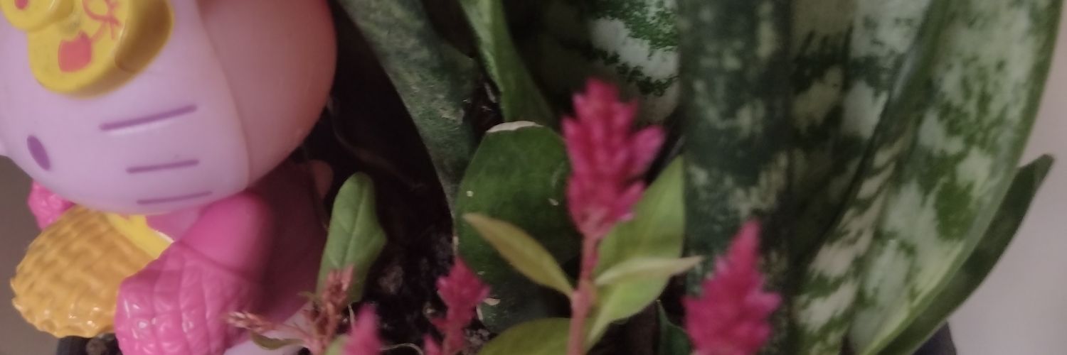 danipovoa's profile banner image