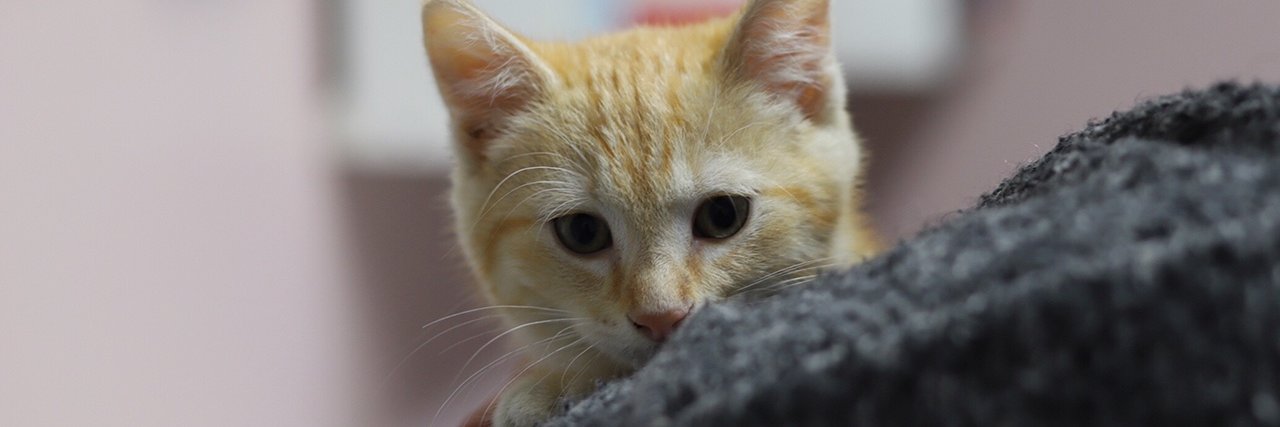 baldwinhumane's profile banner image