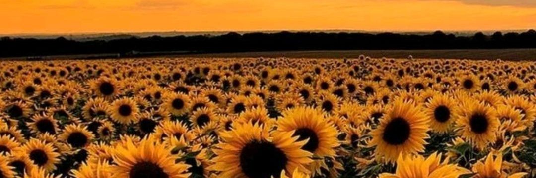 FishoPez's profile banner image