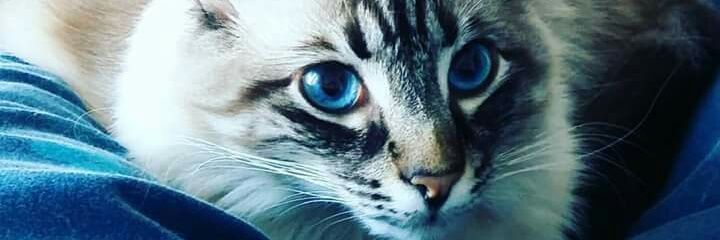 aRenataAlmeida's profile banner image