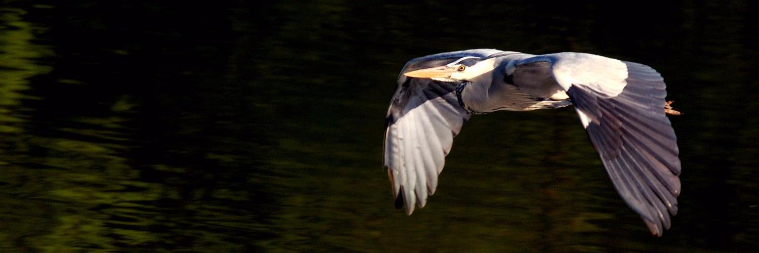PacificNWBirds's profile banner image