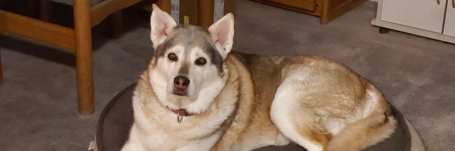 kellikelli16's profile banner image