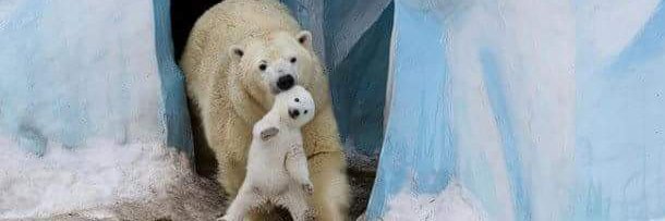 daddycub's profile banner image