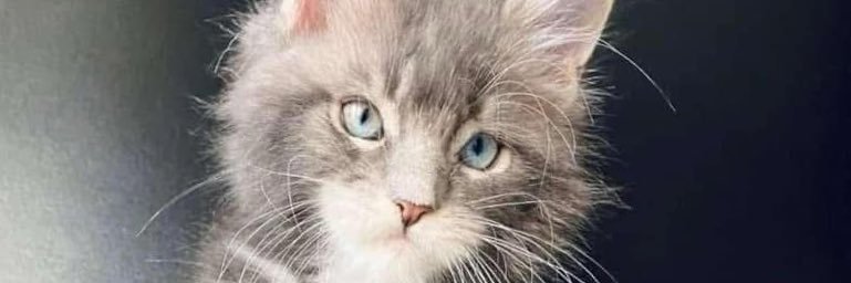 gdick2's profile banner image