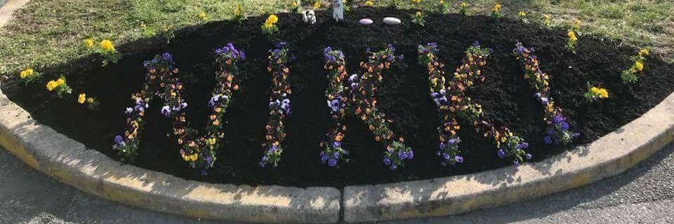 koo koo kellenyi banner