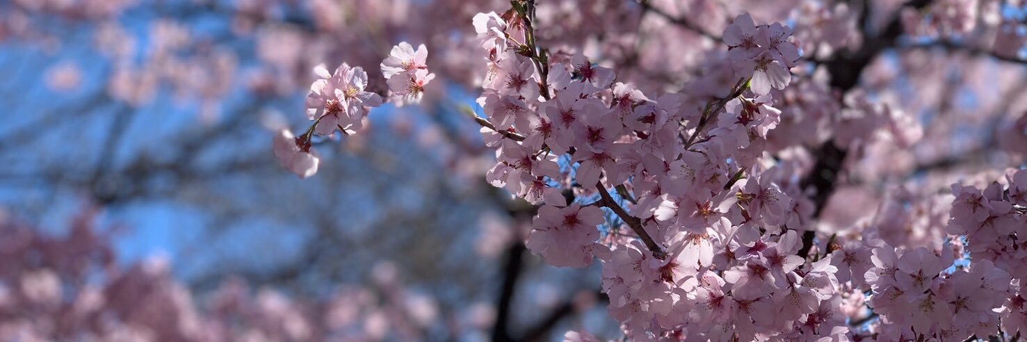のん. banner