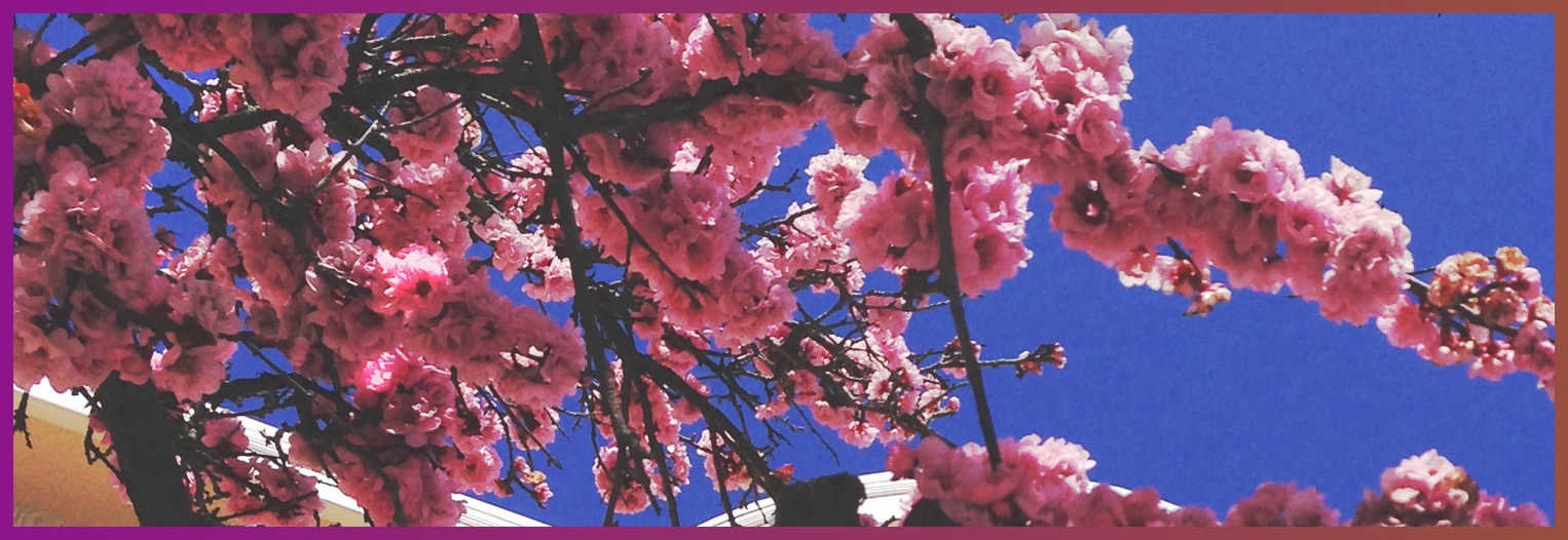 SterlingGomes's profile banner image