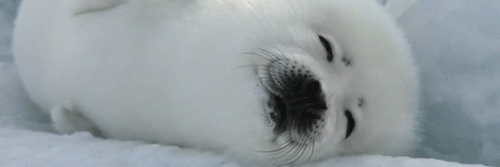 newkitiku's profile banner image