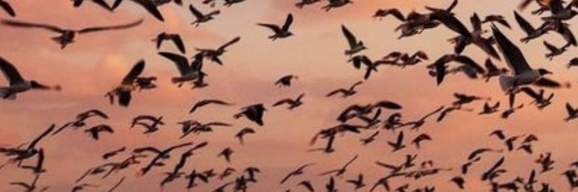 kozerozzz's profile banner image
