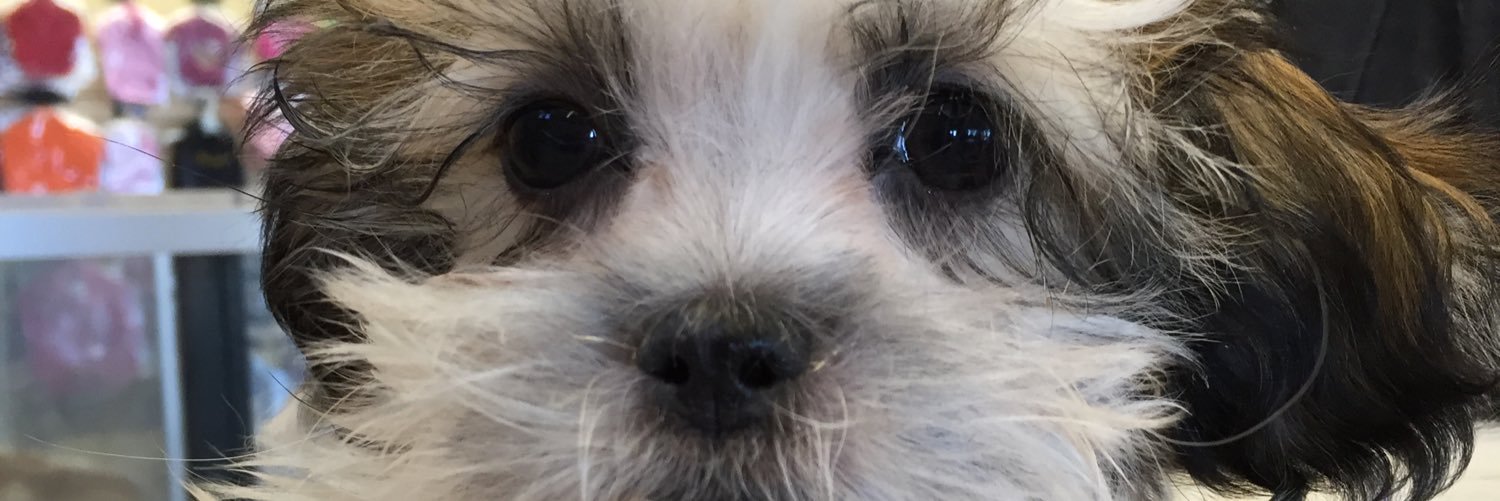 PbwittyWitt's profile banner image