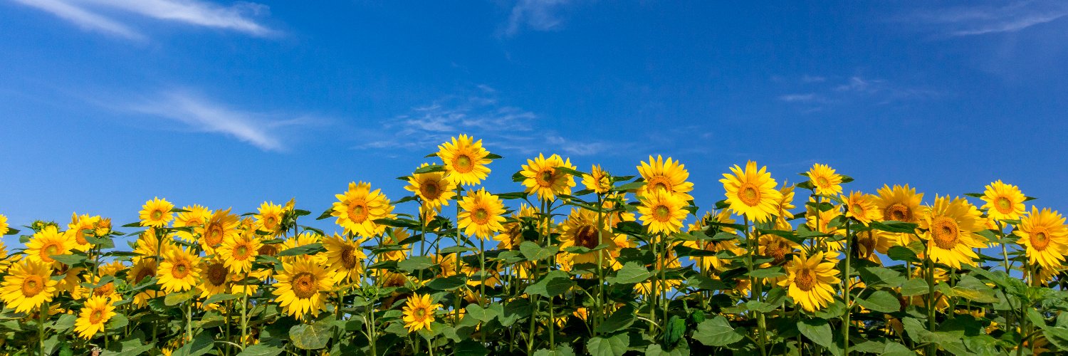 andreabrady3's profile banner image