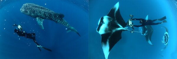 tompeschak Profile Banner