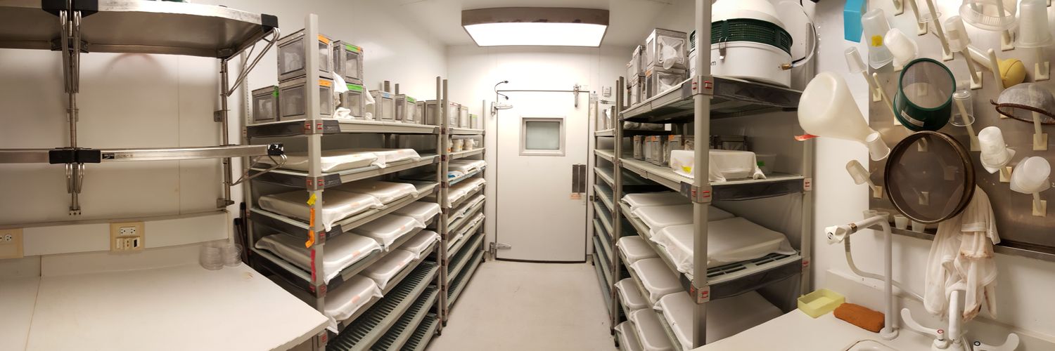 George Dimopoulos banner