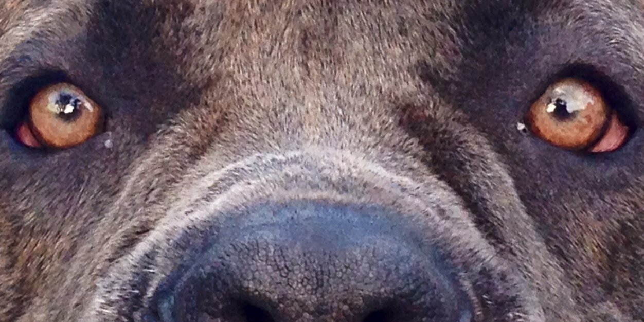 MaximoCaneCorso's profile banner image
