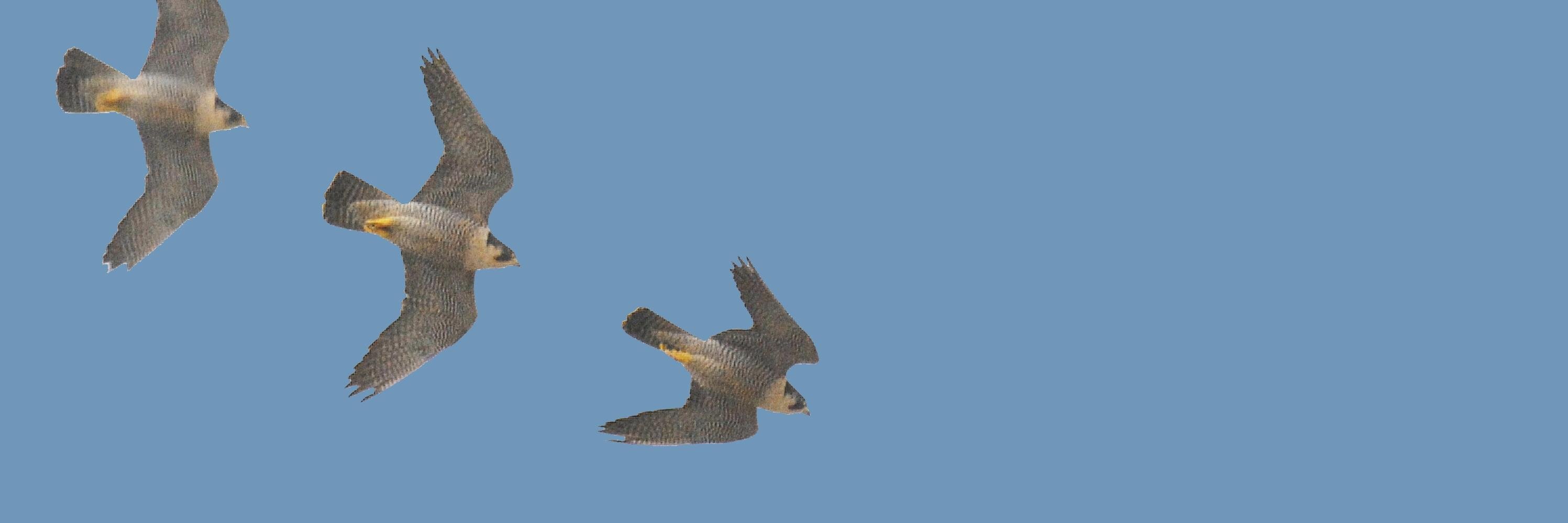MarcusKohler's profile banner image