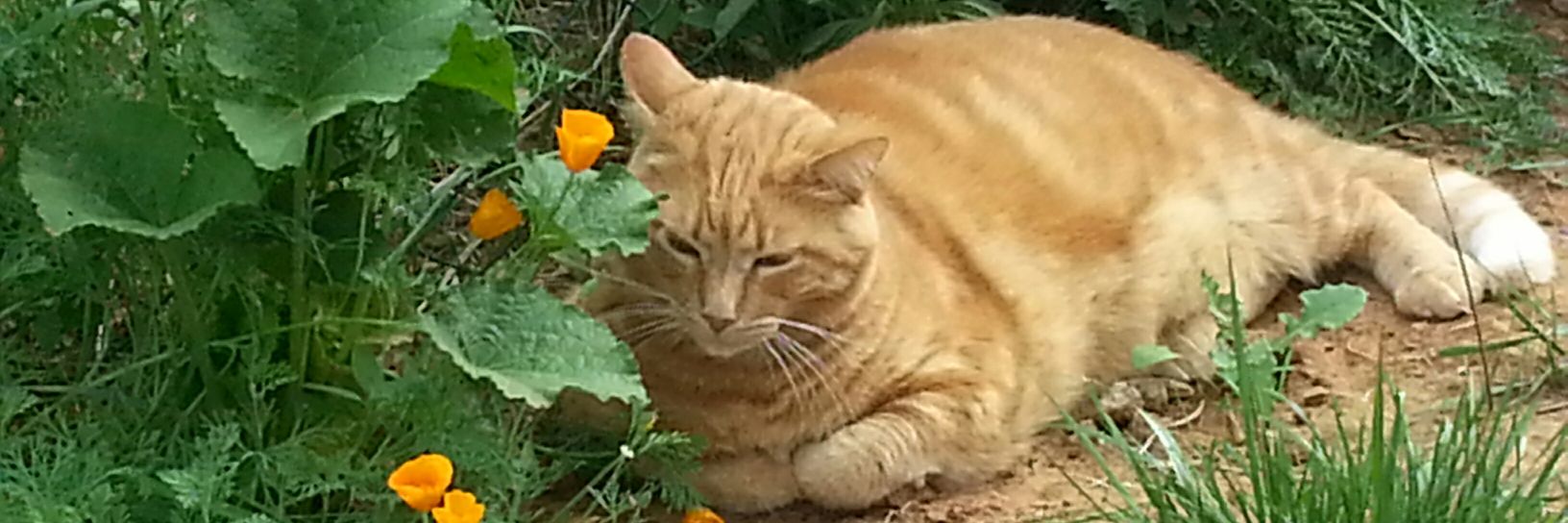 Christine Duffau banner