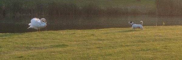 odilestanciu Profile Banner