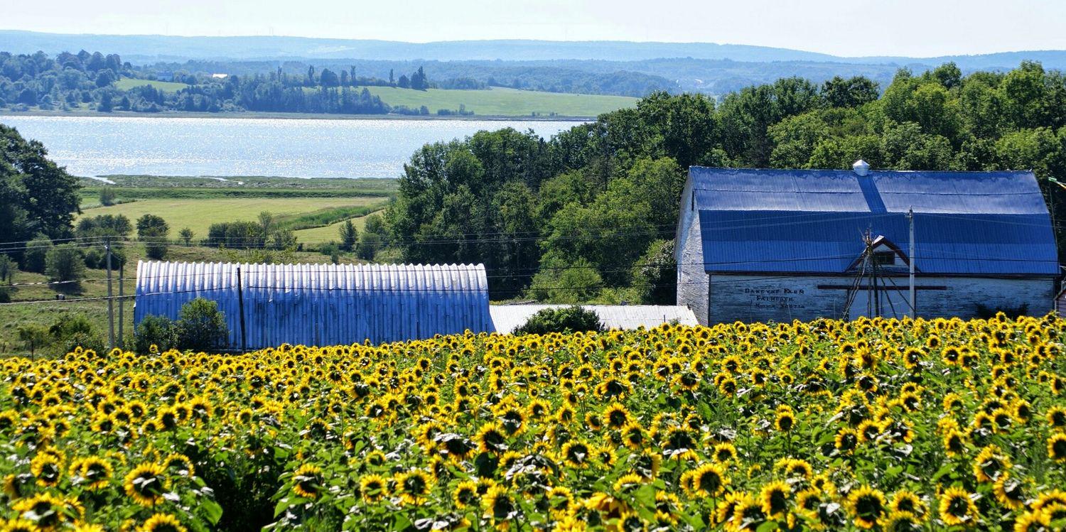DakeyneFarm's profile banner image