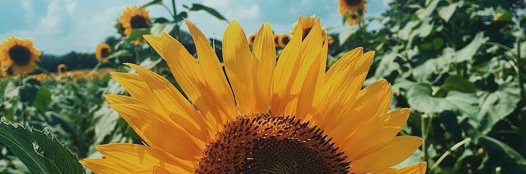 alicecomleyy's profile banner image