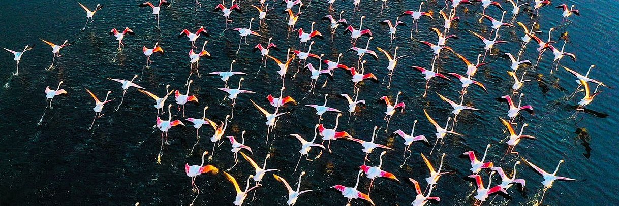 Fortaleza Democrática banner