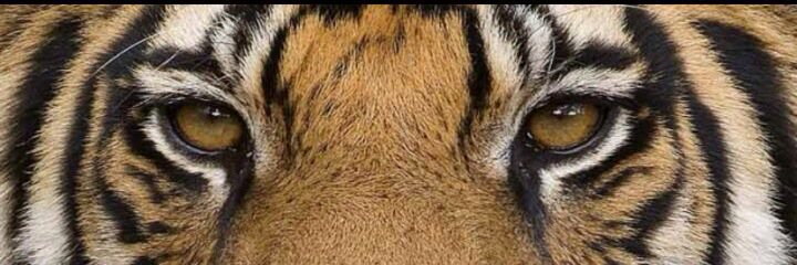 23_jorgee's profile banner image