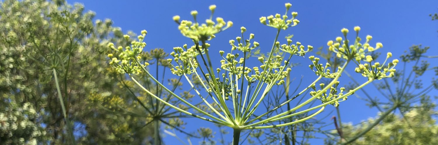 KingHenrysWalkGarden banner