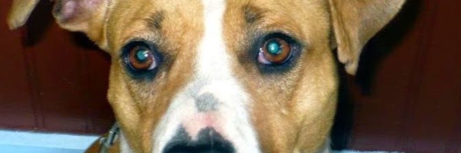 NVforAnimals's profile banner image
