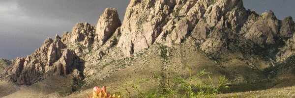 OrganMountains Profile Banner