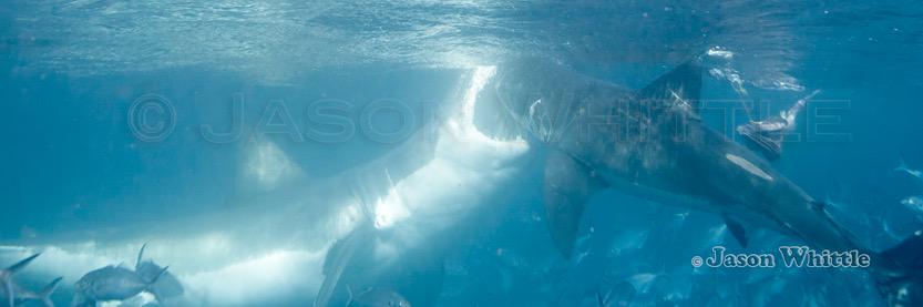 Jason Whittle banner