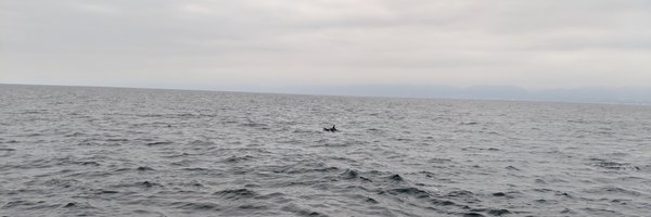 GailNMitchell Profile Banner