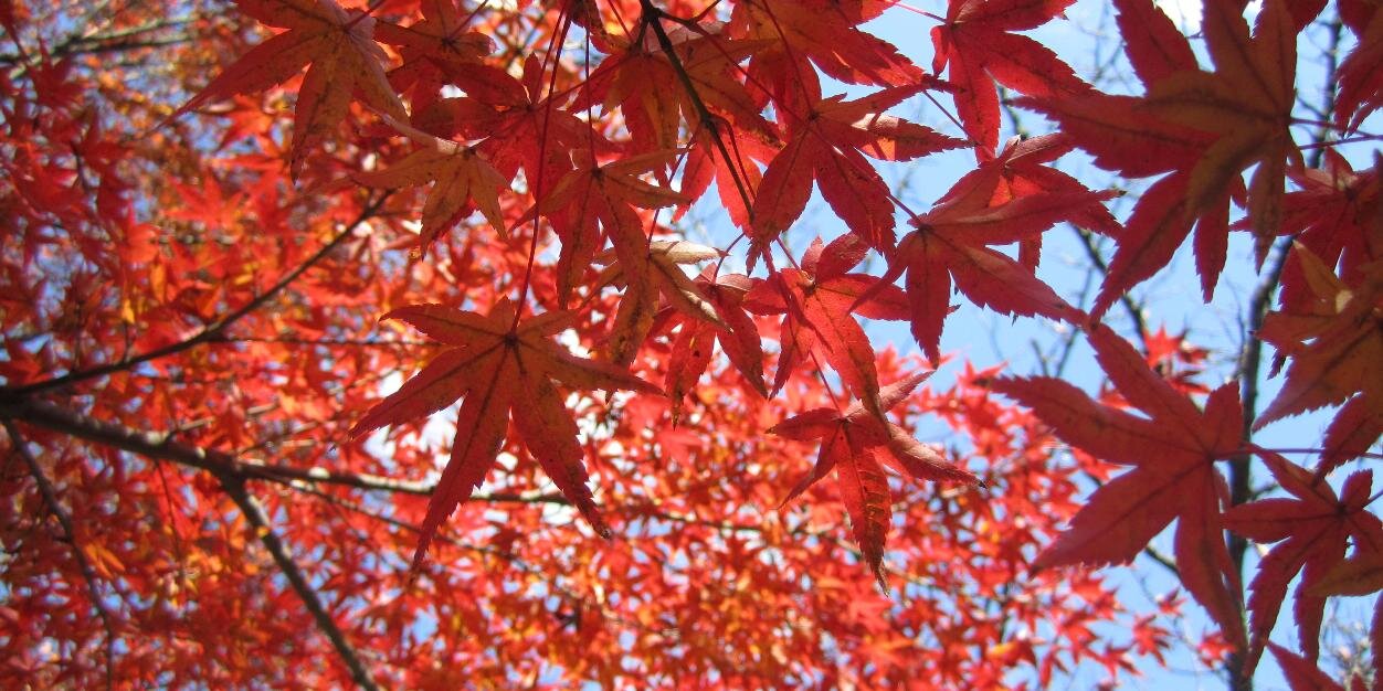 RosaBio93's profile banner image