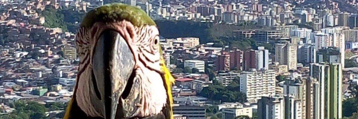 auramaa's profile banner image